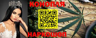 стафф Кингисепп