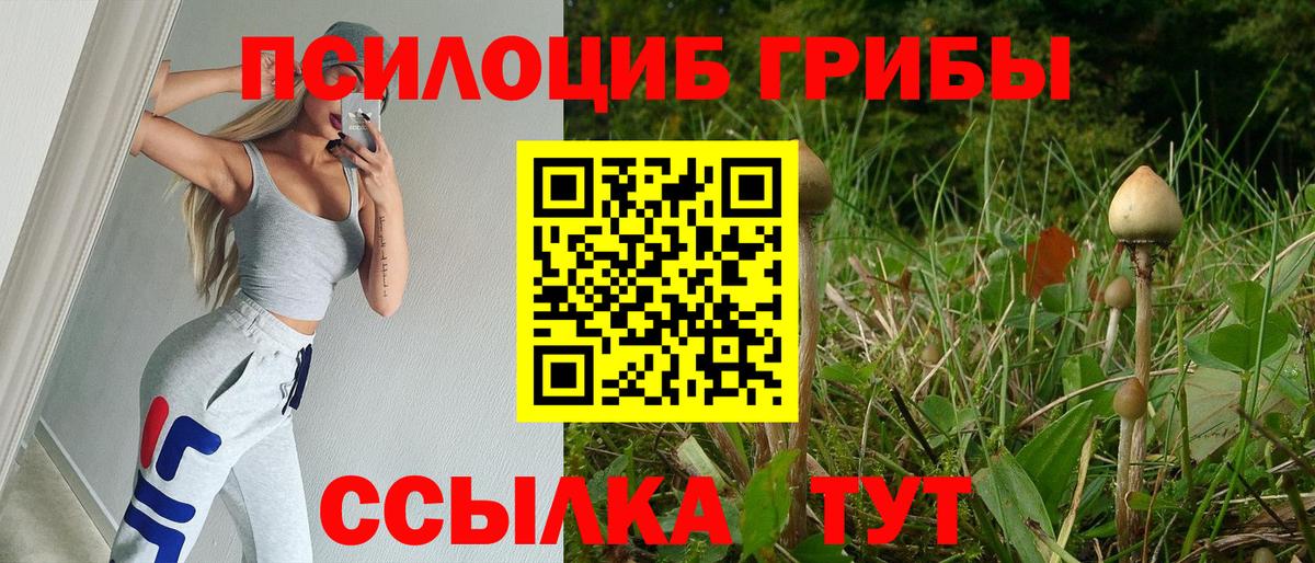 Псилоцибиновые грибы Psilocybine cubensis  Вход с VPN  Елизово 